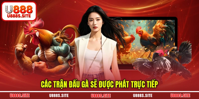 Các trận đấu gà sẽ được phát trực tiếp Các trận đấu gà sẽ được phát trực tiếp